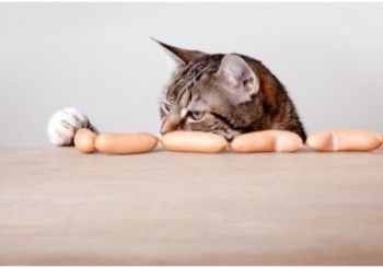 Distributeur croquettes pour chat – Catapart.fr