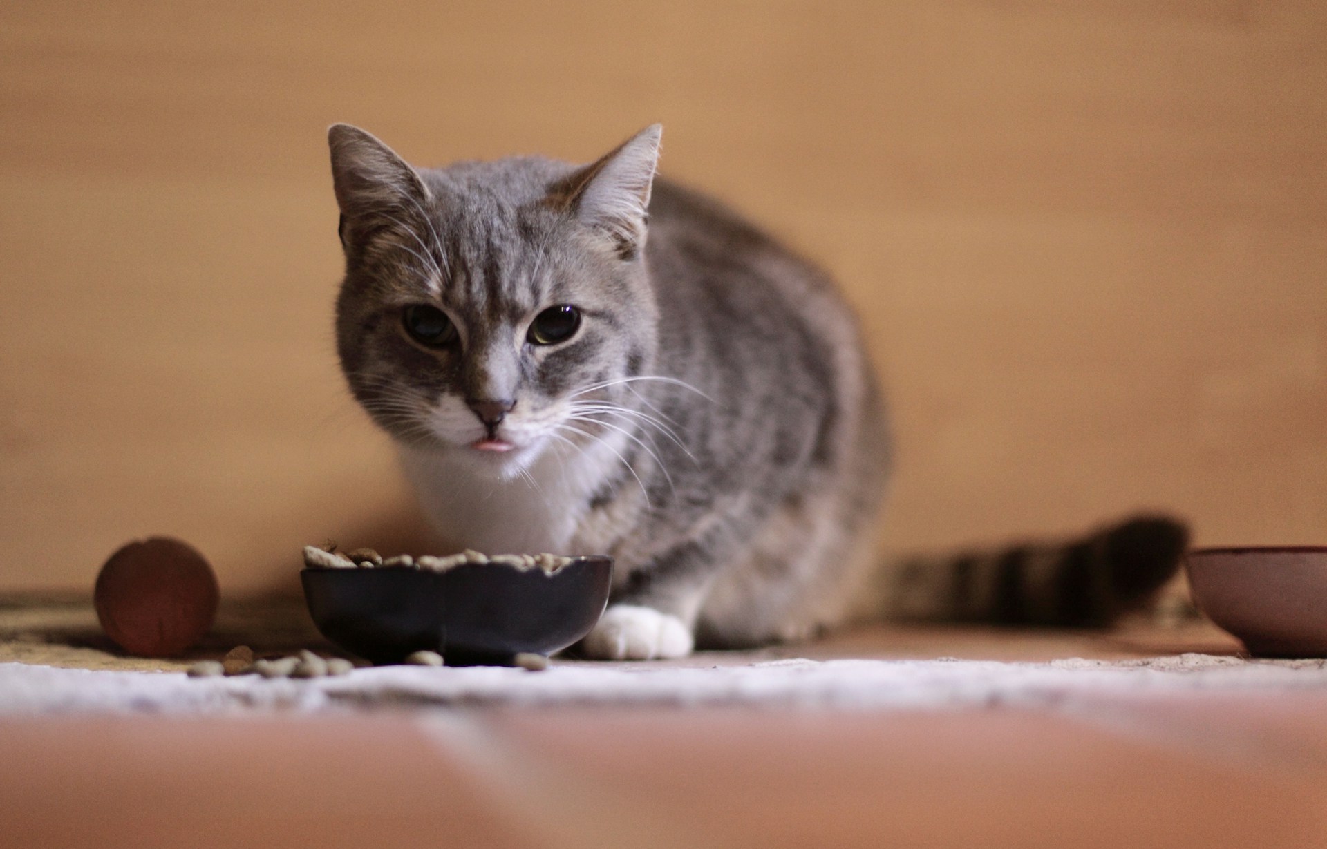 Que faut-il faire lorsque son chat est difficile ?
