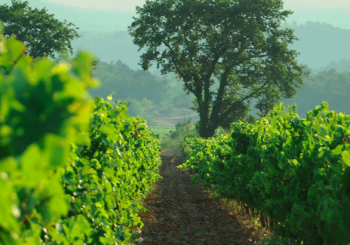 Le château de l’Escarelle : un domaine viticole dans le Var respectueux de l’environnement
